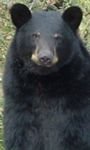 pic for Black bear at the Detroit Zoo